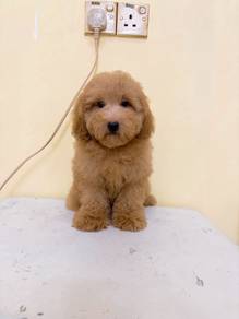 Toy Poodle