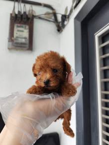 Toy poodle male female