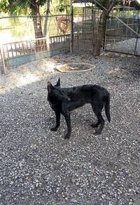 Belgian shepherd Malinois black female