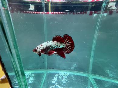 betta fish