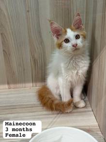 Mainecoon