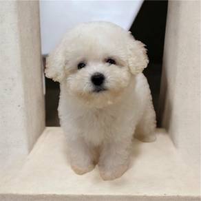 Bichon frise male mka and microchip