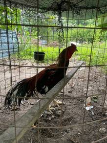 Ayam Sabung