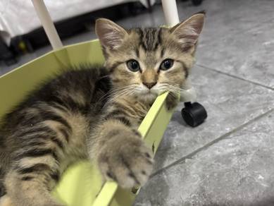 BSH x BLH MALE