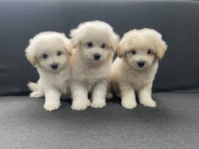 toy sized Pompoo puppies
