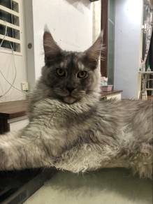 Smoky Maine Coon