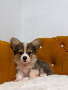 Long Hair Corgi