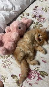 CAT mix