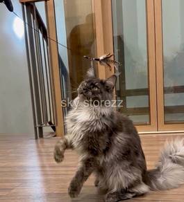 ​👑 Mainecoon High quality bloodline ​👑 