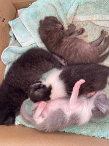 Batch 2 BSH MIX SIBERIAN KITTEN