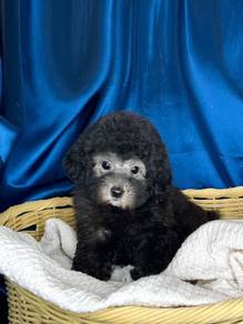 Poodle - Silver (Male)