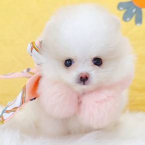 Tiny Pomeranian