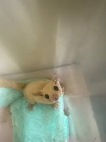 Sugar Glider