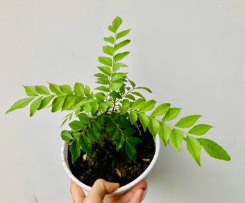 CURRY LEAVES (Daun Kari)