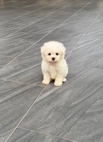 Bichon Frise puppy