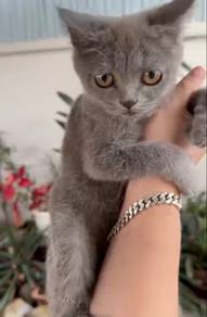 British shorthair