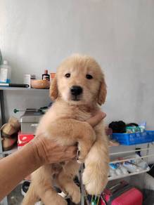 Golden retriever puppy