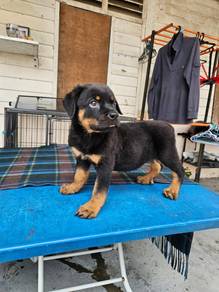 Rottweiler