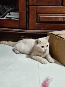 British Shorthair For Sale