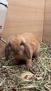 Holland lop Rabbit
