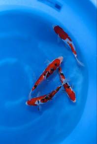 Japanese koi