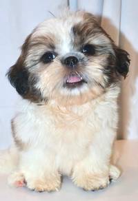 i31 Kawai ShihTzu Dog