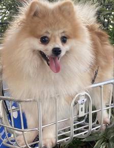 Pomeranian