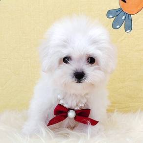 Bichon Frise