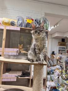 silver tabby mainecoon can send Singapore