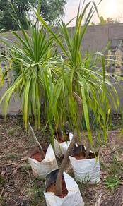 pokok draco