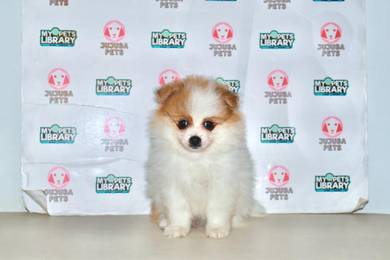 x12 Angelic Pomeranian Puppy