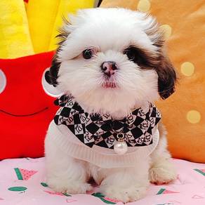 Shih Tzu