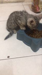 anak kucing untuk di adopt