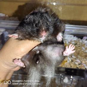 Hamster Syirian Balck Fem 