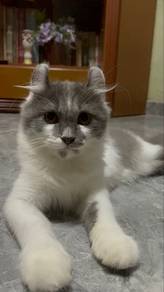 American Curl