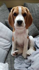 G7431 Angelic Beagle Pretty Tan Brow Little Puppy