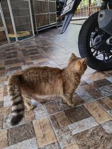 Female Golden Bsh