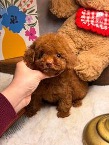 Red toy poodle with MKA 