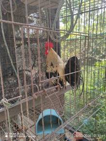 ayam hutan jalak