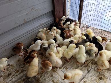 anak ayam kampung ori 