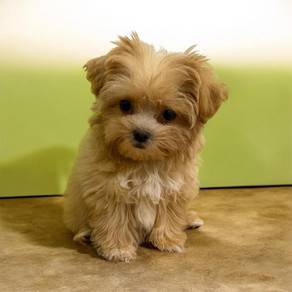 Maltipoo female