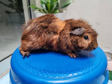 Family guinea pig