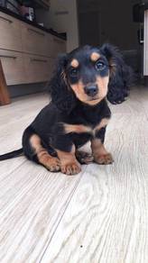 W33399 Mini Dachshund long haired black tan color