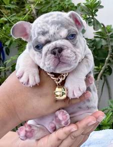 FRENCH BULLDOG PUPPIES FB276🌻Cute Puppy Available