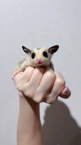 Mosaic Female sugar glider - Actual Photo✅