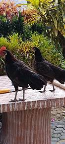 ayam sepasang
