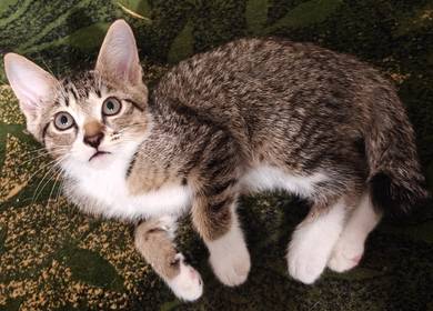 2 female kittens 