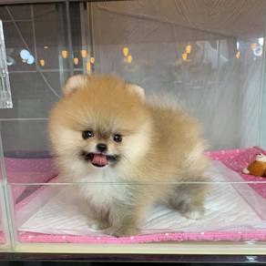 Pomeranian Puppies – 8 Weeks Old