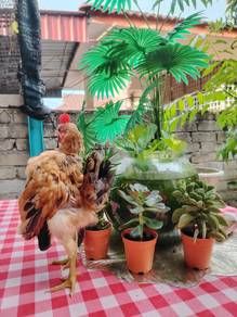 ayam serama 