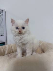 Persian kitten